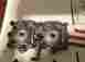 420923921 Seadoo 951 Head Carb