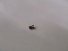 6505-772 Arctic Cat Nos Tigershark