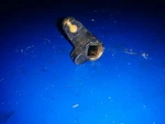 Link Joint 6G8-41237-01-00 Yamaha Mariner 9.9HP 15HP?. Fixed Price $16.00.